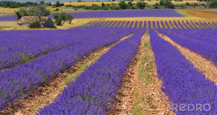 Fotobehang Boerderij bij een lavendelveld