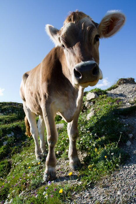 Fotobehang Boerderij dieren koe in de wei