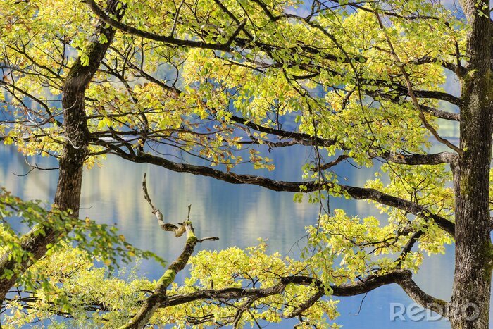 Fotobehang Bomen bij het meer Kochelsee