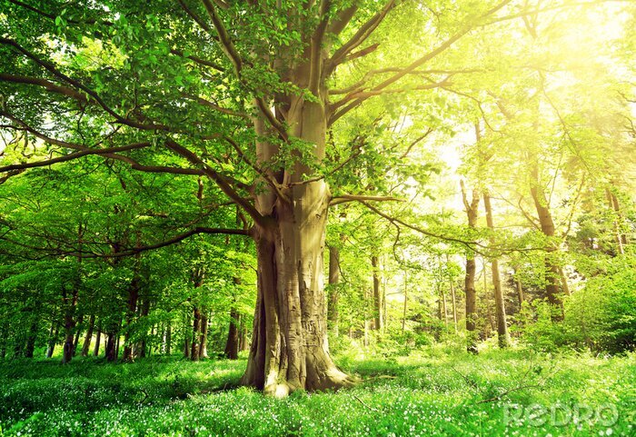 Fotobehang Bomen bos en groene planten