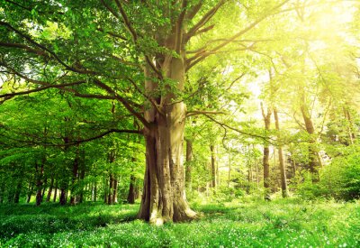 Fotobehang Bomen bos en groene planten