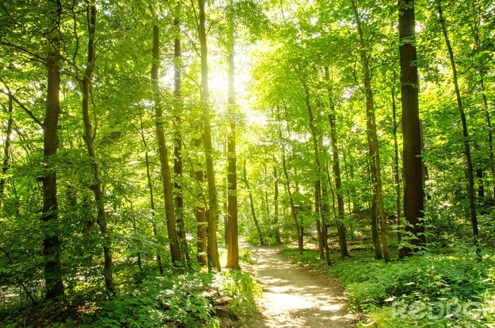 Fotobehang Bomen bos en pad