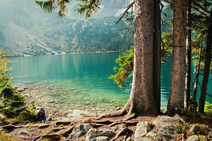 Fotobehang Bomen bos meer