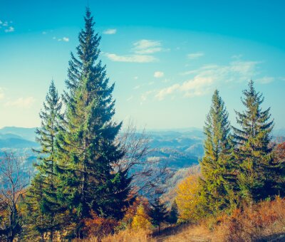 Fotobehang Bomen boven