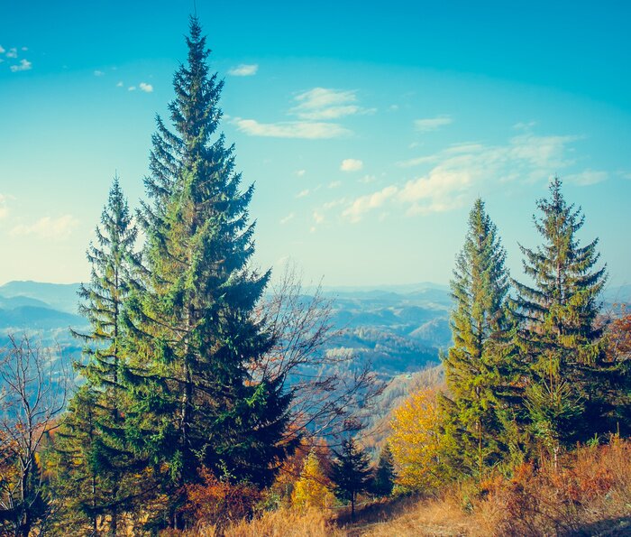Fotobehang Bomen boven