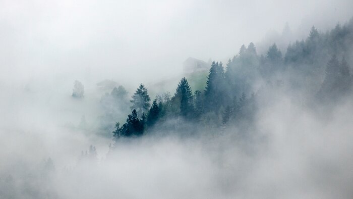 Fotobehang Bomen die verdwijnen in de mist