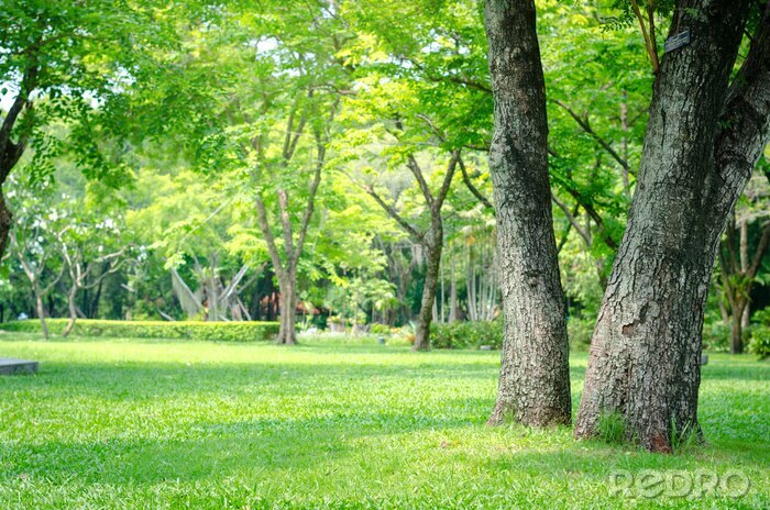 Fotobehang Bomen en gras