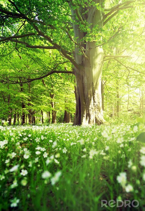 Fotobehang Bomen en kleine bloemen