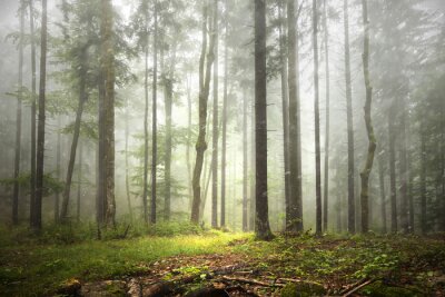 Fotobehang Bomen en -struiken van een bos