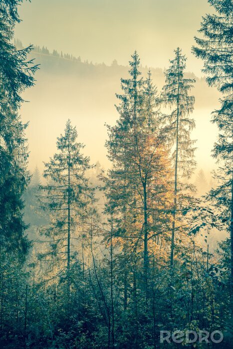 Fotobehang Bomen gehuld in mist tijdens de ochtendzon.