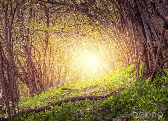 Fotobehang Bomen in de morgen