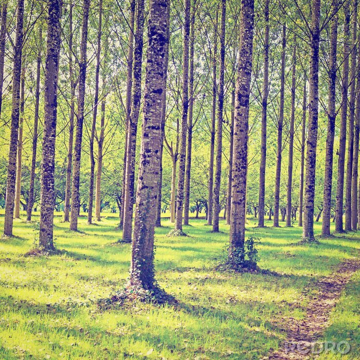 Fotobehang Bomen in de zomer
