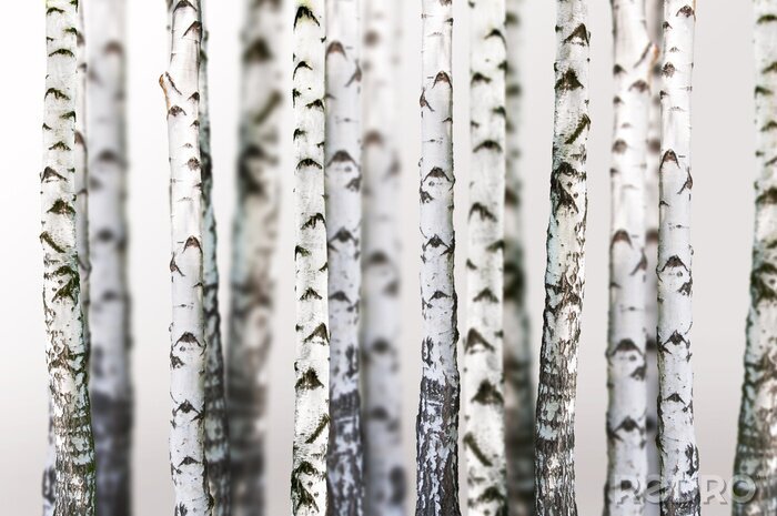 Fotobehang Bomen in een berkenbos