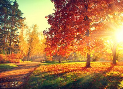 Fotobehang Bomen in een park in de herfst
