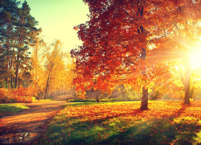 Fotobehang Bomen in een park in de herfst