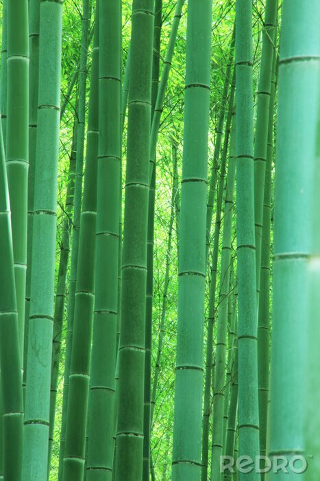 Fotobehang Bomen in het bamboebos