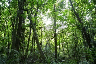 Fotobehang Bomen in het tropisch woud