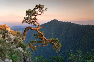 Fotobehang Bomen in Poolse bergen