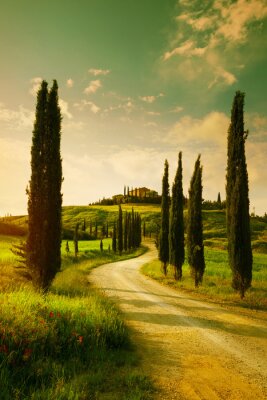 Bomen in Toscane op een retro foto