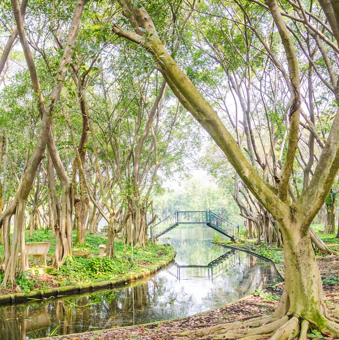 Fotobehang Bomen met onbedekte wortels
