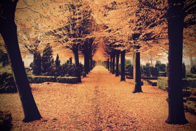 Fotobehang Bomen met oranje bladeren