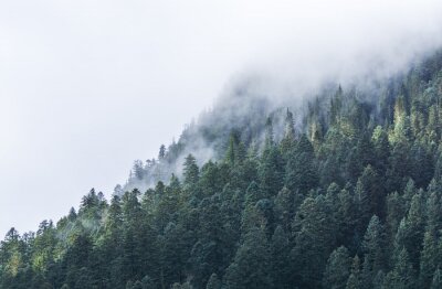 Fotobehang Bomen op een bergtop