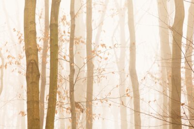 Fotobehang Bomen snel verdwijnen in geel helder mist