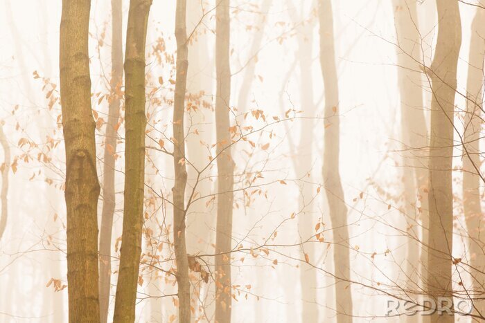 Fotobehang Bomen snel verdwijnen in geel helder mist