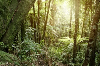 Fotobehang Bomen van het tropisch oerwoud