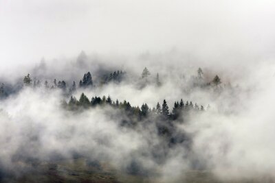 Fotobehang Bomen zichtbaar van achter de mist