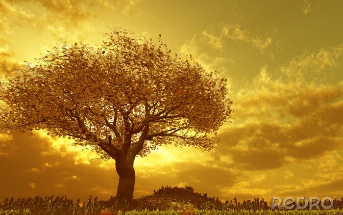 Fotobehang Boom bij zonsondergang