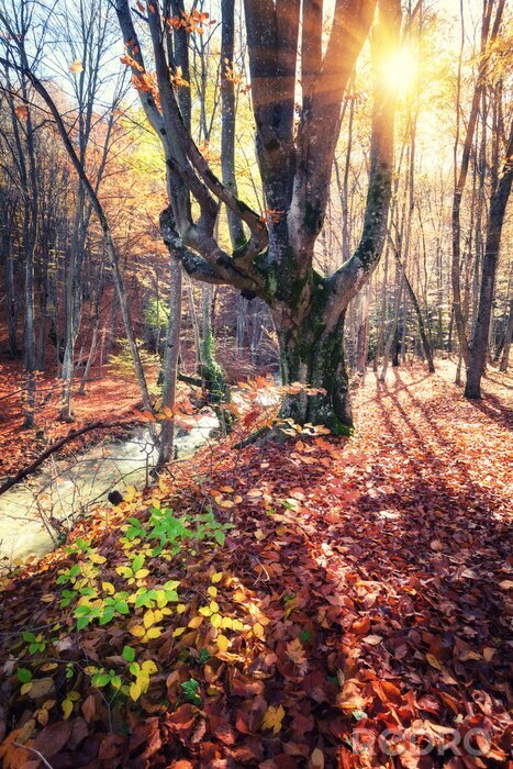 Fotobehang Boom in het bos