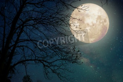 Fotobehang Boom in het maanlicht