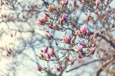 Fotobehang Boom met magnolia