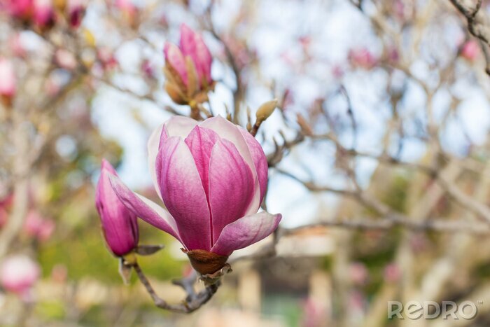 Fotobehang Boom met tuinmagnolia