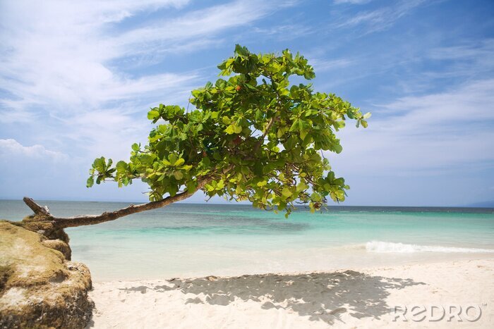 Fotobehang Boom op het zeestrand
