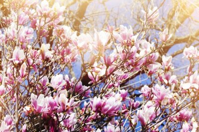 Fotobehang Boom vol magnolia's