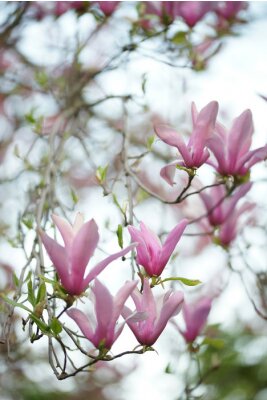 Fotobehang Boompje met magnolia