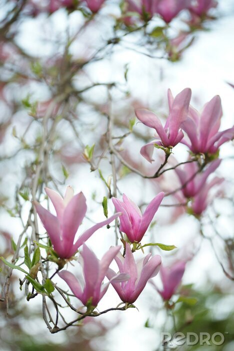 Fotobehang Boompje met magnolia