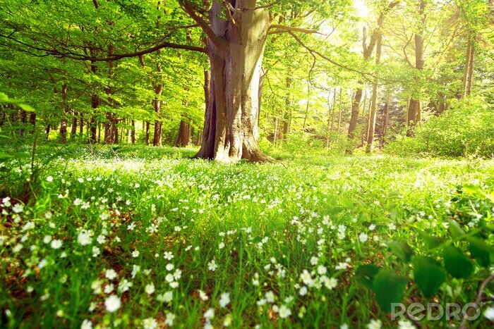 Fotobehang Boomstam en bloemen