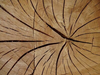 Fotobehang Boomstam op macroschaal