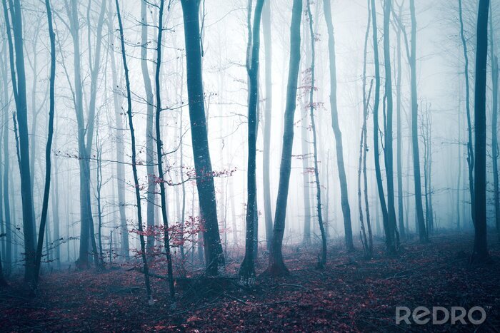 Fotobehang Boomstammen in de mist