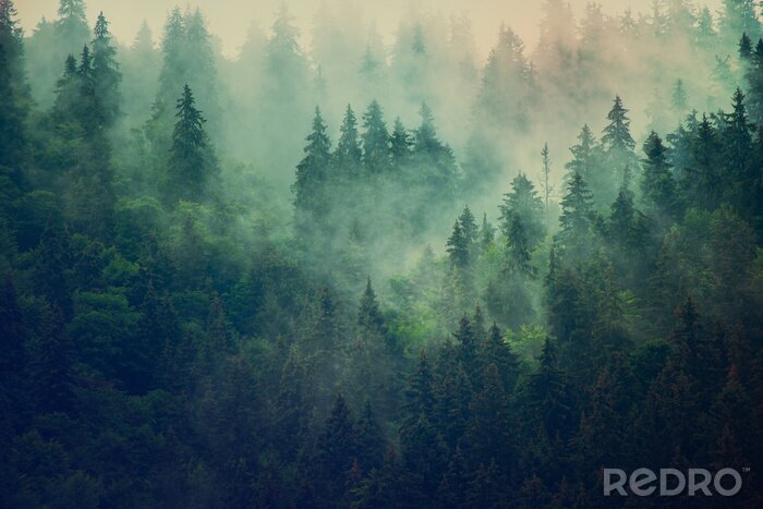 Fotobehang Boomtoppen in de mist