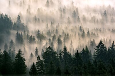 Fotobehang Bos achter de mist