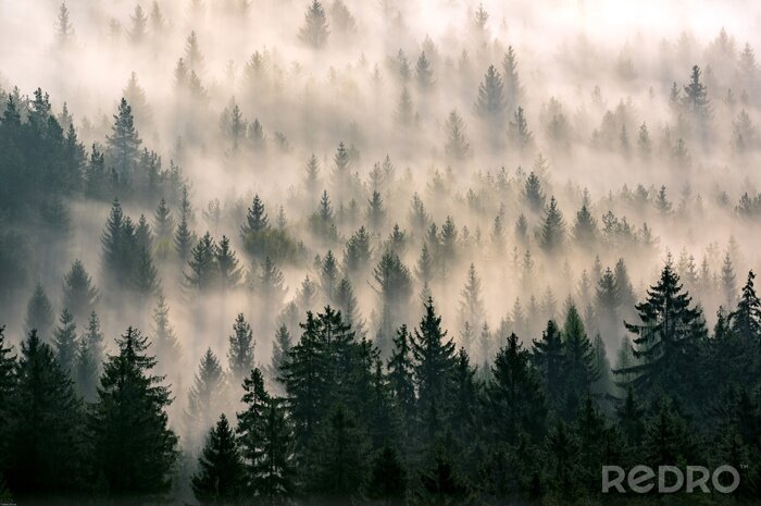 Fotobehang Bos achter de mist