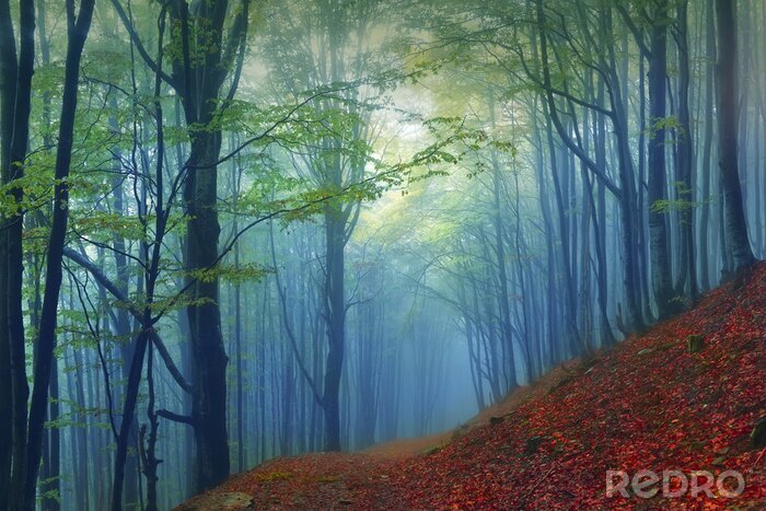 Fotobehang Bos gehuld in mist