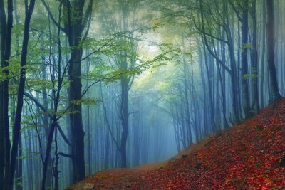 Fotobehang Bos gehuld in mist