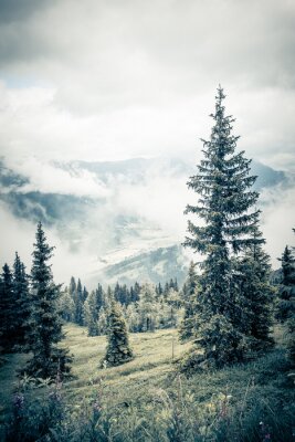 Fotobehang Bos in de mist