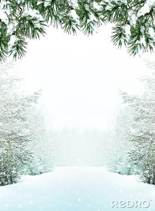 Fotobehang bos in de vorst. Winterlandschap. Sneeuw behandelde bomen