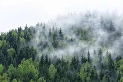 Fotobehang Bos in een dunne mist